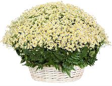 Цветочная композиция из Ромашки в корзине #REPLACE_PRED# Колычево